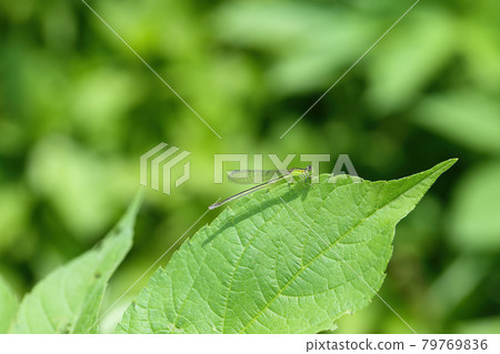 Female of Asian damselfly perching on leaves 79769836