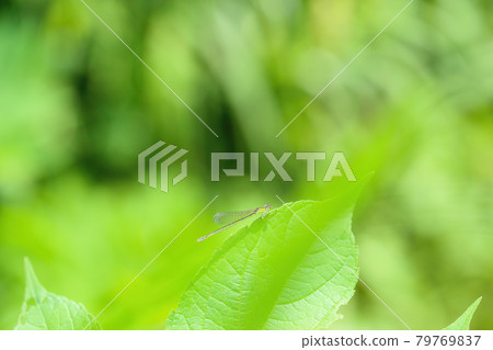 Female of Asian damselfly perching on leaves Female of Asian damselfly perching on leaves 79769837