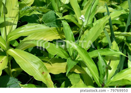 Pollia japonica leaves 79769950