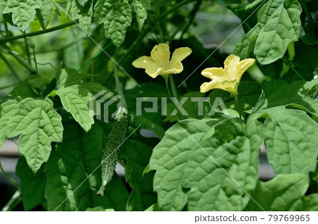 Young fruit and male flower of bitter gourd Young fruit and male flower of bitter gourd 79769965
