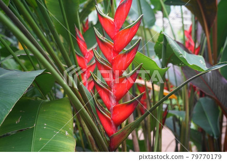 July Sagamihara 303 Heliconia, Basho family, Sakata seeds, Green House, Sagamihara Asamizo Park July Sagamihara 303 Heliconia, Basho family, Sakata seeds, Green House, Sagamihara Asamizo Park 79770179