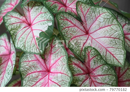 July Sagamihara 301 Caladium (Caladium), Araceae, Sakata seeds, Greenhouse, Asamizo Park 79770182