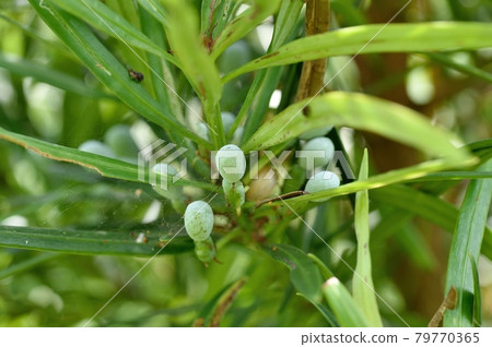 Young female strain of Podocarpus macrophylla Young female strain of Podocarpus macrophylla 79770365
