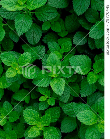 Green Green 79770448