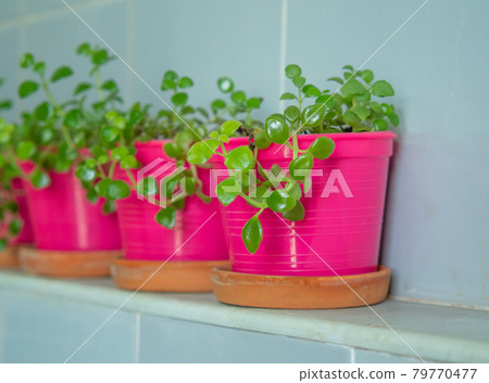 Small Dave planted in pink plastic pots. Small Dave planted in pink plastic pots. 79770477