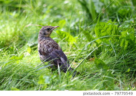 Young thrush on green grass Young thrush on green grass 79770549