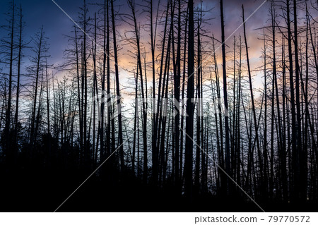 Dramatic scene of twilight sky with silhouetted dead trees. Dramatic scene of twilight sky with silhouetted dead trees. 79770572