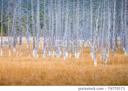 Grey dead trees with orange grass field. 79770573