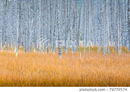 Grey dead trees with orange grass field. 79770574