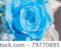 Blue rose flower 79770895