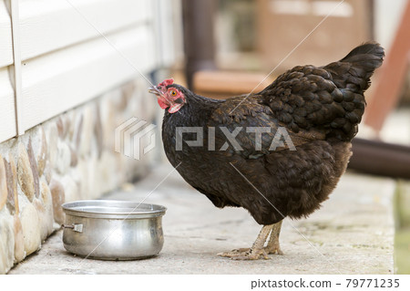 Big nice hen drinking water from pan outdoors in yard on bright sunny summer day. Big nice hen drinking water from pan outdoors in yard on bright sunny summer day. 79771235