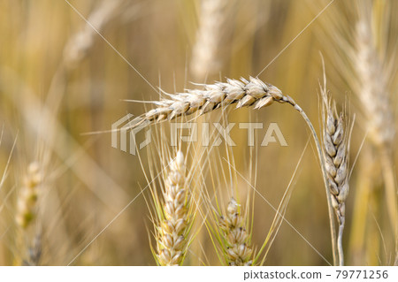 Close-up of warm colored golden yellow ripe focused wheat head on sunny summer day on soft blurred foggy meadow wheat field light brown background. Agriculture, farming and rich harvest concept. Close-up of warm colored golden yellow ripe focused wheat head on sunny summer day on soft blurred foggy meadow wheat field light brown background. Agriculture, farming and rich harvest concept. 79771256