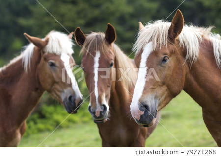 Funny horse conference in sunny summer meadow. Close shot of three chestnut with white stripes and long mane heads close together on blurred green trees background. Intelligence and loyalty concept. Funny horse conference in sunny summer meadow. Close shot of three chestnut with white stripes and long mane heads close together on blurred green trees background. Intelligence and loyalty concept. 79771268
