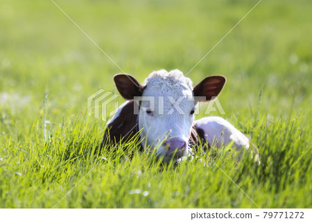 Close-up of white and brown calf looking in camera laying in green field lit by sun with fresh spring grass on green blurred background. Cattle farming, breeding, milk and meat production concept. Close-up of white and brown calf looking in camera laying in green field lit by sun with fresh spring grass on green blurred background. Cattle farming, breeding, milk and meat production concept. 79771272