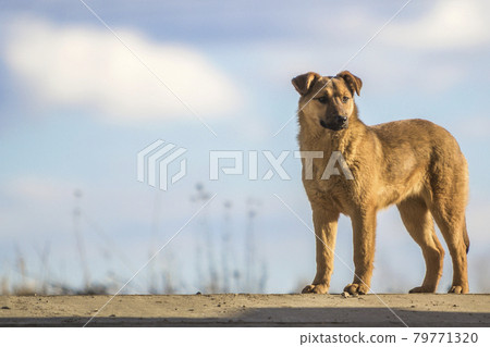 Cute yellow dog standing against blue sky 79771320