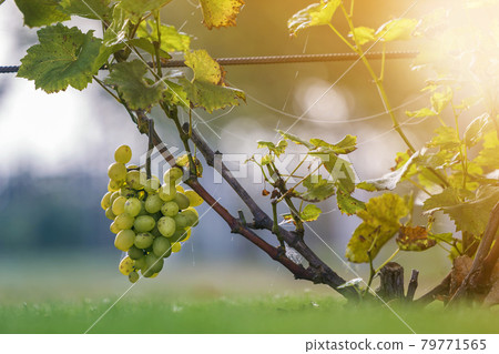 Close-up of growing young vine plants tied to metal frame with green leaves and big golden yellow ripe grape clusters on blurred sunny colorful bokeh background. Agriculture and gardening concept Close-up of growing young vine plants tied to metal frame with green leaves and big golden yellow ripe grape clusters on blurred sunny colorful bokeh background. Agriculture and gardening concept 79771565