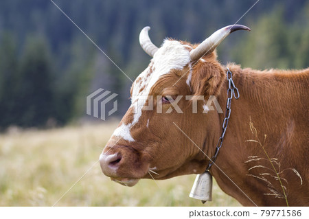 Big brown cow head portrait close-up on green sunny pasture field bright blurred background. Farming and agriculture, milk production concept. Big brown cow head portrait close-up on green sunny pasture field bright blurred background. Farming and agriculture, milk production concept. 79771586
