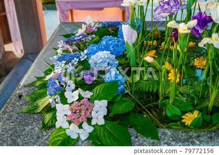 Hanatemizu, a summer feature of Miyajidake Shrine [Fukutsu City, Fukuoka Prefecture] 79772156