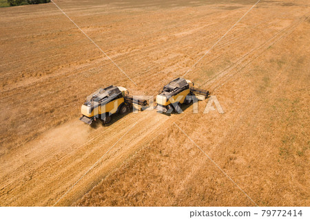 Aerial view of combine harvesters harvesting large yellow ripe wheat field. Aerial view of combine harvesters harvesting large yellow ripe wheat field. 79772414