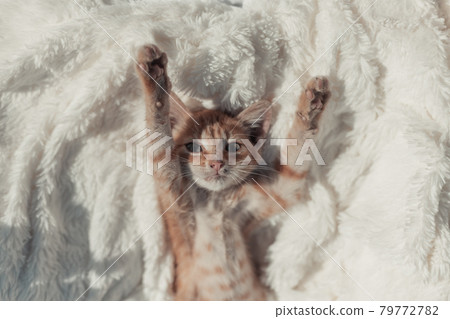 Sleeping fluffy ginger cat. Sleepy tomcat on white soft bedspread. Cozy home background with funny pet. Sleeping fluffy ginger cat. Sleepy tomcat on white soft bedspread. Cozy home background with funny pet. 79772782