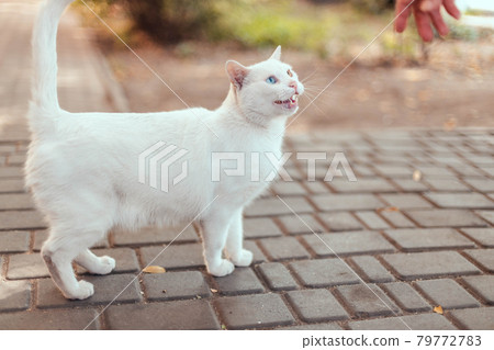 Kitten with blue and yellow eyes looks at the camera on the street. White cat with eyes of different colors. Adorable pets, heterochromia. Kitten with blue and yellow eyes looks at the camera on the street. White cat with eyes of different colors. Adorable pets, heterochromia. 79772783