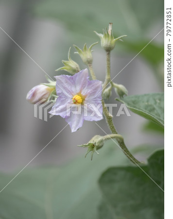 茄子花 79772851