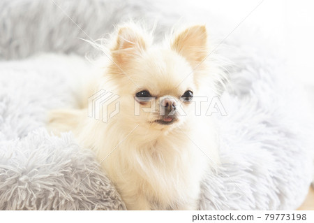Chihuahua feathers in a fluffy bed Chihuahua feathers in a fluffy bed 79773198