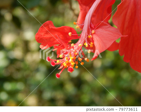 MALACCA, MALAYSIA -MARCH 29, 2017: Hibiscus rosa-sinensis or is a genus of flowering plants in the mallow family, Malvaceae. It was a Malaysian national flower call Bunga Raya. 79773611