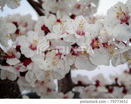 Nagano Prefecture, Sarah Anzu no Sato 79773652