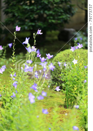 Tofukuji Temple Tentoku-in Special visit to admire the bellflowers Tofukuji Temple Tentoku-in Special visit to admire the bellflowers 79773737
