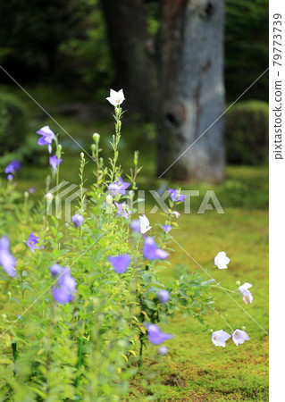 Tofukuji Temple Tentoku-in Special visit to admire the bellflowers Tofukuji Temple Tentoku-in Special visit to admire the bellflowers 79773739