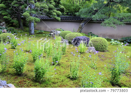 Tofukuji Temple Tentoku-in Special visit to admire the bellflowers Tofukuji Temple Tentoku-in Special visit to admire the bellflowers 79773803