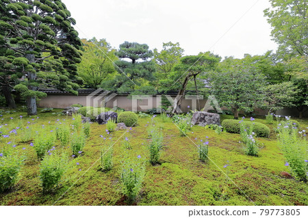 Tofukuji Temple Tentoku-in Special visit to admire the bellflowers Tofukuji Temple Tentoku-in Special visit to admire the bellflowers 79773805