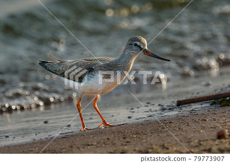 Bird Terek Sandpiper ( Xenus cinereus ) walks along the sandy shore and in shallow water at the very edge of the water on a sunny summer morning. 79773907