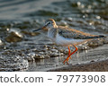 Bird Terek Sandpiper ( Xenus cinereus ) walks along the sandy shore and in shallow water at the very edge of the water on a sunny summer morning. 79773908