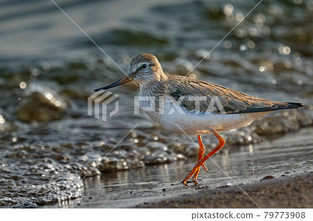 Bird Terek Sandpiper ( Xenus cinereus ) walks along the sandy shore and in shallow water at the very edge of the water on a sunny summer morning. 79773908