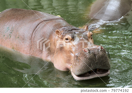 The hippopotamus smile in river at thailand 79774192