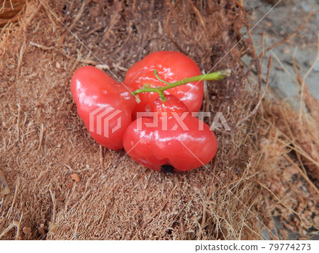 Syzygium malaccense or local toungue in Malaysia called Jambu Bertih. Sweet and watery tropical fruit. The fruit that are eaten fresh or used in jams and jellies. Syzygium malaccense or local toungue in Malaysia called Jambu Bertih. Sweet and watery tropical fruit. The fruit that are eaten fresh or used in jams and jellies. 79774273