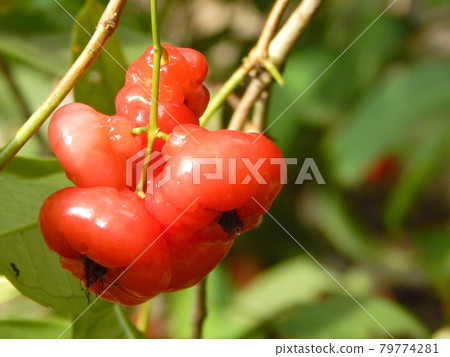 Syzygium malaccense or local toungue in Malaysia called Jambu Bertih. Sweet and watery tropical fruit. The fruit that are eaten fresh or used in jams and jellies. Syzygium malaccense or local toungue in Malaysia called Jambu Bertih. Sweet and watery tropical fruit. The fruit that are eaten fresh or used in jams and jellies. 79774281