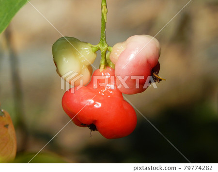 Syzygium malaccense or local toungue in Malaysia called Jambu Bertih. Sweet and watery tropical fruit. The fruit that are eaten fresh or used in jams and jellies. Syzygium malaccense or local toungue in Malaysia called Jambu Bertih. Sweet and watery tropical fruit. The fruit that are eaten fresh or used in jams and jellies. 79774282