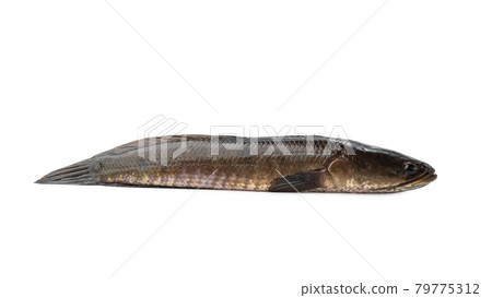 Simple Striped Snake-Head Fish on white background Simple Striped Snake-Head Fish on white background 79775312
