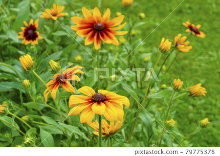 A flower bed of wonderful hairy rudbeckia flowers A flower bed of wonderful hairy rudbeckia flowers 79775378