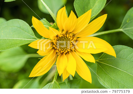 Young sunflower on a bright sunny day Young sunflower on a bright sunny day 79775379