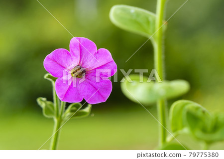 Wonderful petunia flower in open-air garden on sunny day Wonderful petunia flower in open-air garden on sunny day 79775380