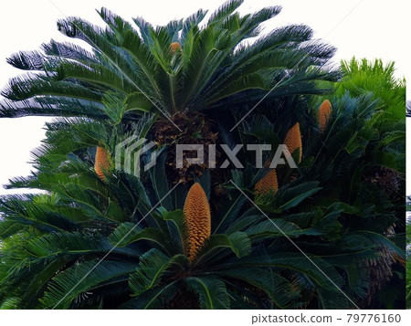 Shizuoka cycad 79776160