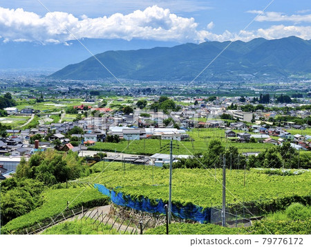 山梨縣鹽山水果生產線 79776172