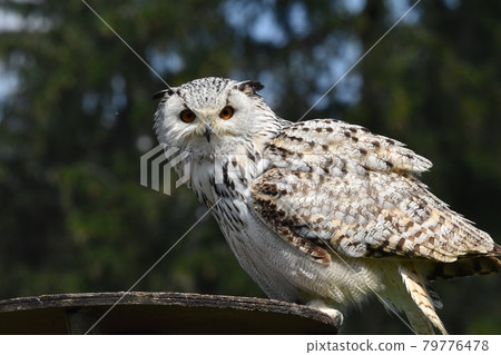 Waehrend der Vogelschau wartet der Kauz auf seinen weiteren Auftritt Waehrend der Vogelschau wartet der Kauz auf seinen weiteren Auftritt 79776478