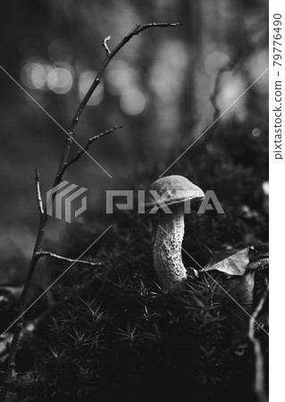 Birch bolete mushroom or leccinum scabrum growing in a forest moss in black and white Birch bolete mushroom or leccinum scabrum growing in a forest moss in black and white 79776490