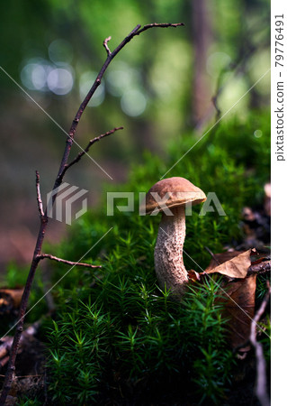 Birch bolete mushroom or leccinum scabrum growing in a forest moss Birch bolete mushroom or leccinum scabrum growing in a forest moss 79776491