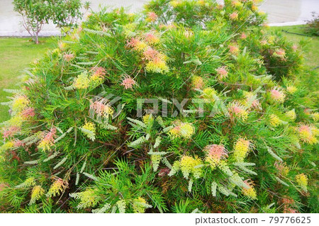 Grevillea safflower hagoromo tree 79776625